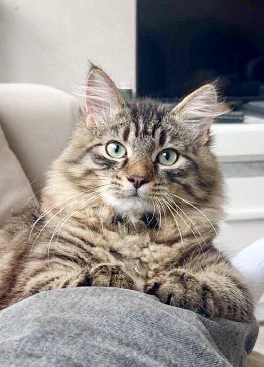 Maîzé
