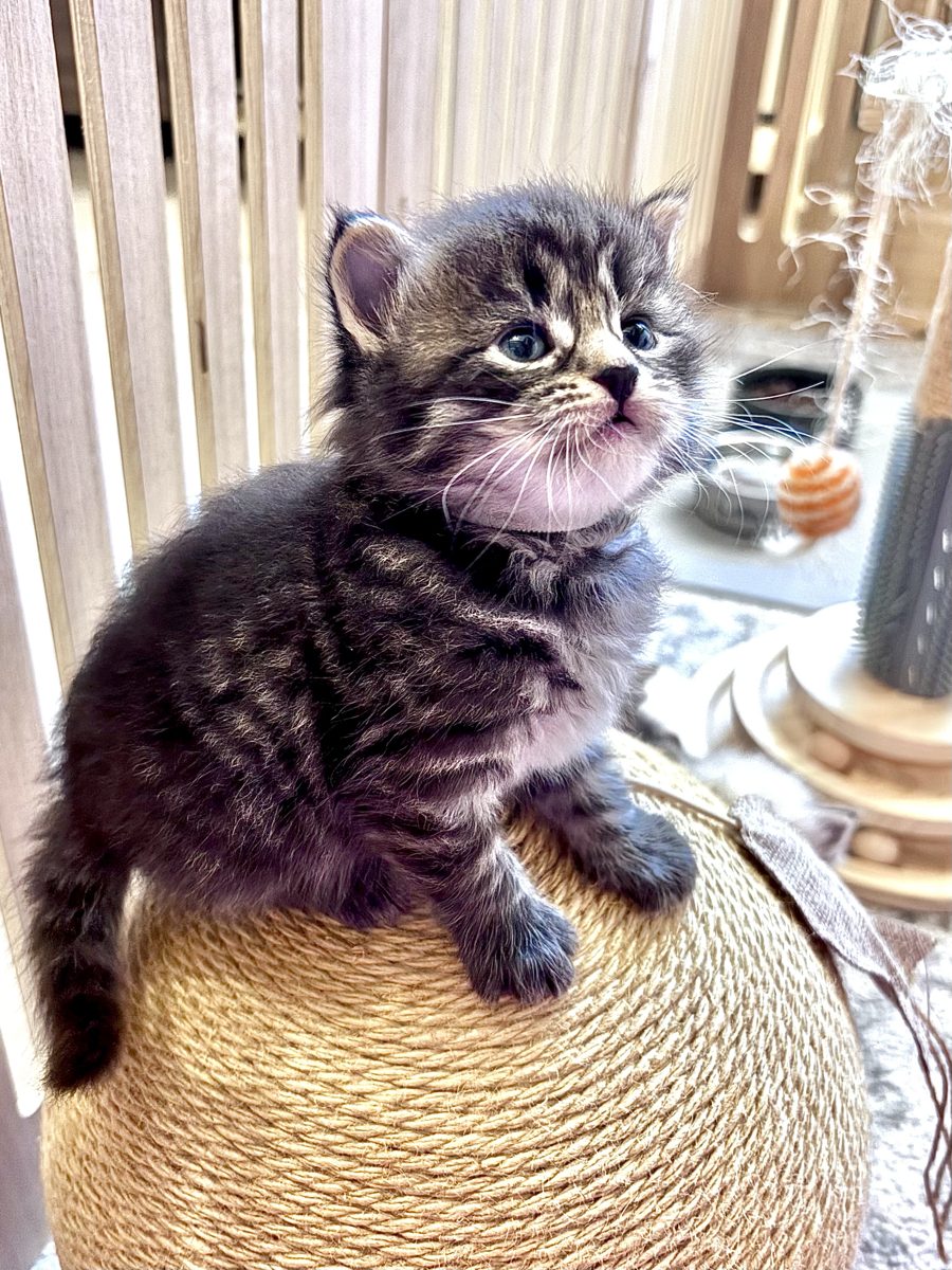 Bibi