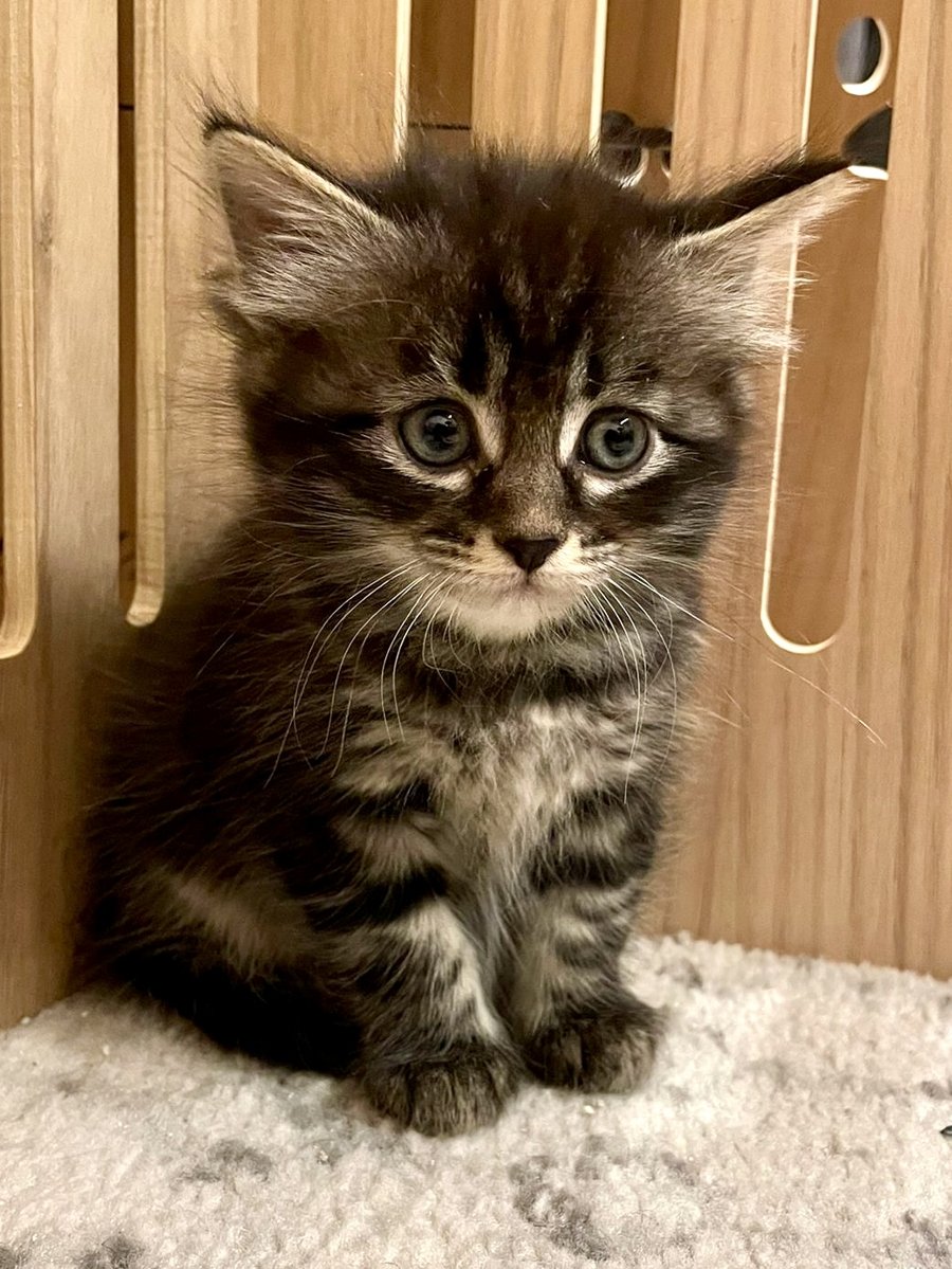 Agatha